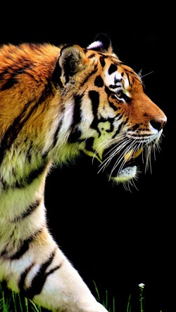 Tiger 4K Wallpaper