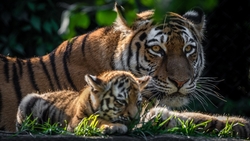 Tiger And Tiger Cub HD Wallpaper