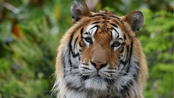Tiger Animal Look HD Picture