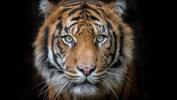 Tiger Animal Look HD Wallpaper