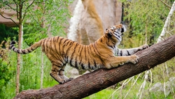 Tiger Animal Standing on Tree HD Wallpaper