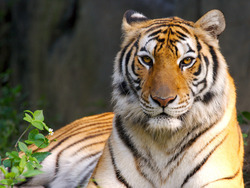 Tiger Animal Wild Photography