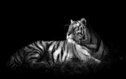 Tiger Black and White Wallpaper