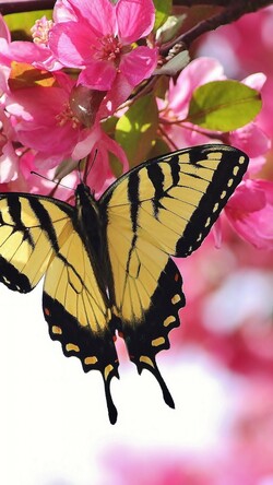 Tiger Butterfly on Macro Flower