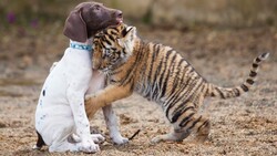 Tiger Cub and Dog Friendship 4K Photo