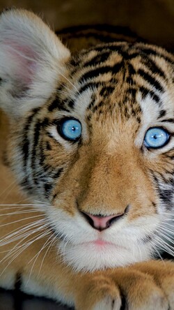 Tiger Cub Mobile Wallpaper