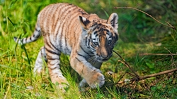 Tiger Cub Walking Amazing HD Wallpaper