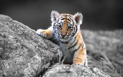 Tiger Cub Wallpaper