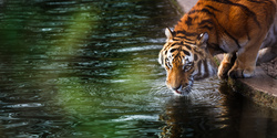Tiger Drinking a Water in Lake