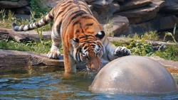 Tiger Drinking Water Hd Wallpaper