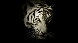 Tiger Face in Black Background