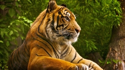 Tiger HD Image