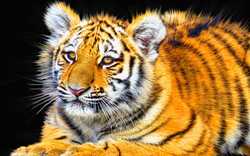 Tiger Image Download
