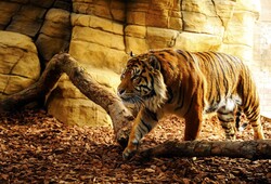 Tiger in Cave