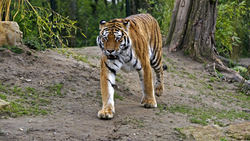 Tiger in Forest 5K Wallpaper