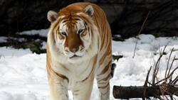 Tiger in Snow HD Wallpaper
