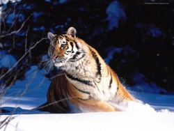 Tiger in Snow Playing