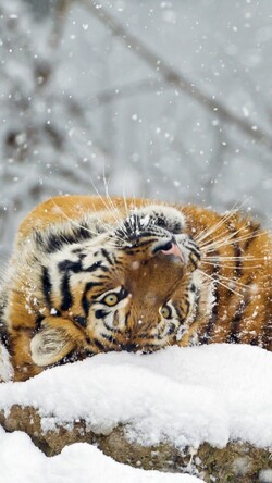 Tiger in Snow Winter