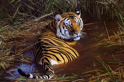 Tiger in Water Wild Wallpaper