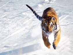 Tiger in Winter Snow