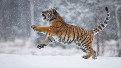 Tiger is Playing on Snow