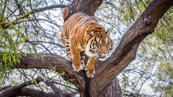 Tiger Jumping From Tree HD Wallpaper