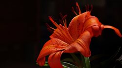 Tiger Lily Bulb Flower Photo