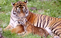 Tiger Love Baby Cub Superb Wallpaper