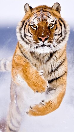 Tiger Mobile Background Wallpaper