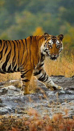 Tiger Mobile Picture