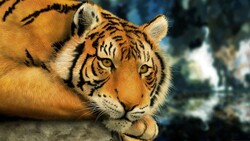 Tiger Painting HD Wallpaper