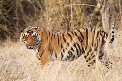 Tiger Roaming in a Farm