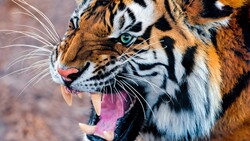 Tiger Roar 4K Wallpaper
