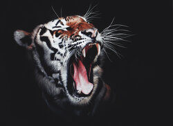 Tiger Roaring Background Wallpaper