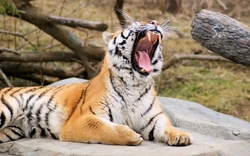 Tiger Roaring HD Wallpaper