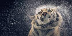 Tiger Shaking Water Off Itself HD Wallpaper