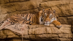 Tiger Sleeping HD Wallpaper