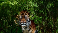 Tiger Standing Near Tree HD Wallpaper
