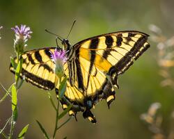Tiger Swallowtail Butterfly on Purple Flower in Close Up Photography