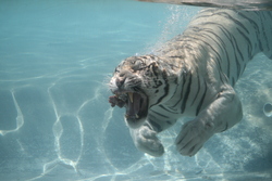 Tiger Swimming in Water