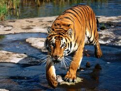 Tiger Walking in Water