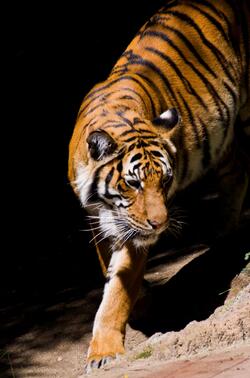 Tiger Walking in Zoo