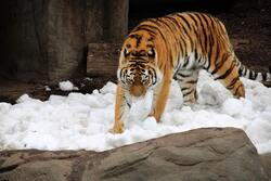 Tiger Walking on Snow Surface