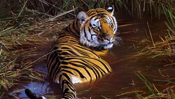 Tiger Wildlife Photo