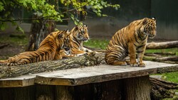 Tigers Are Sitting on Brown Wood 4K