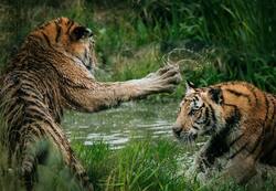 Tigers Fighting in The Jungle Picture Download