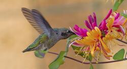 Tiny and Cute Hummingbird Photo