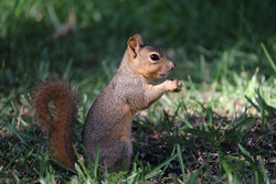 Tiny Cute Squirrel