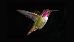 Tiny Hummingbird 4K