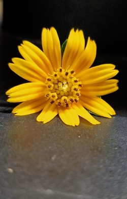 Tiny Sunflower Mobile Photo